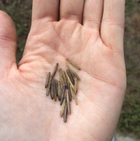 The Sacred Grain of the Northwoods